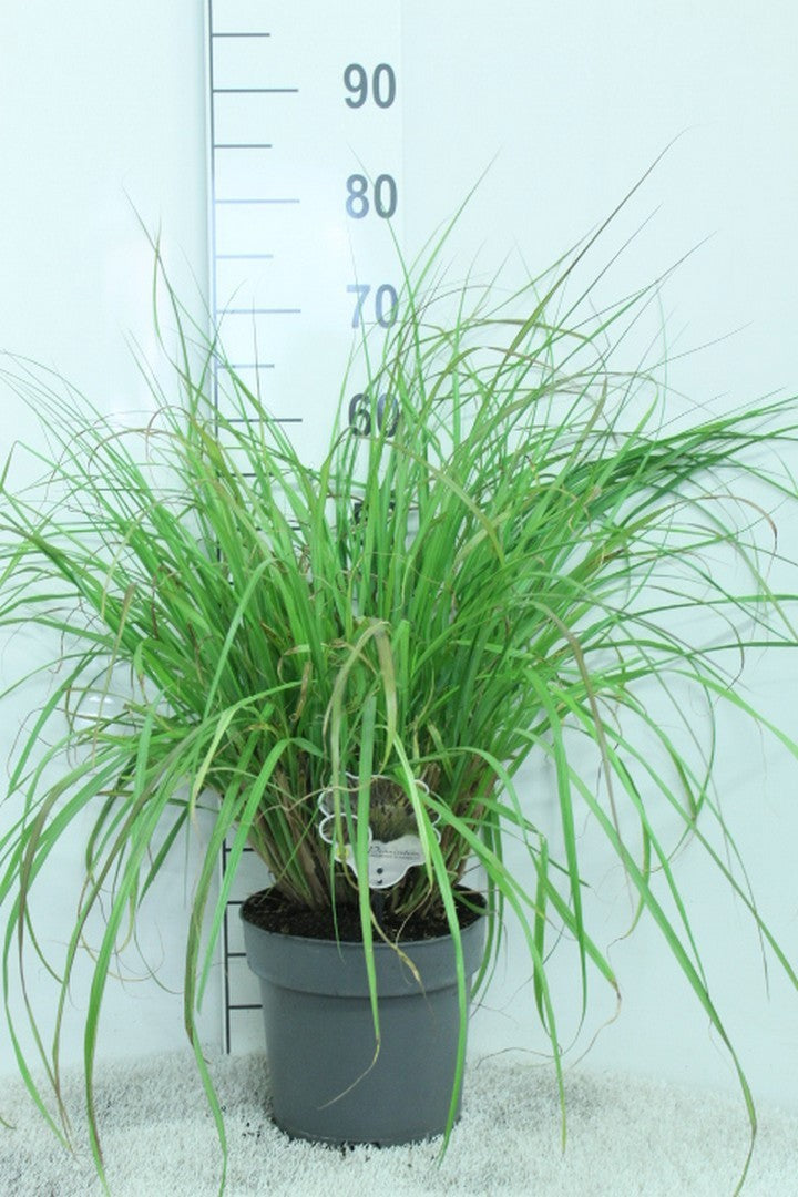 Pennisetum alopecuroides 70cm 23cm Pot