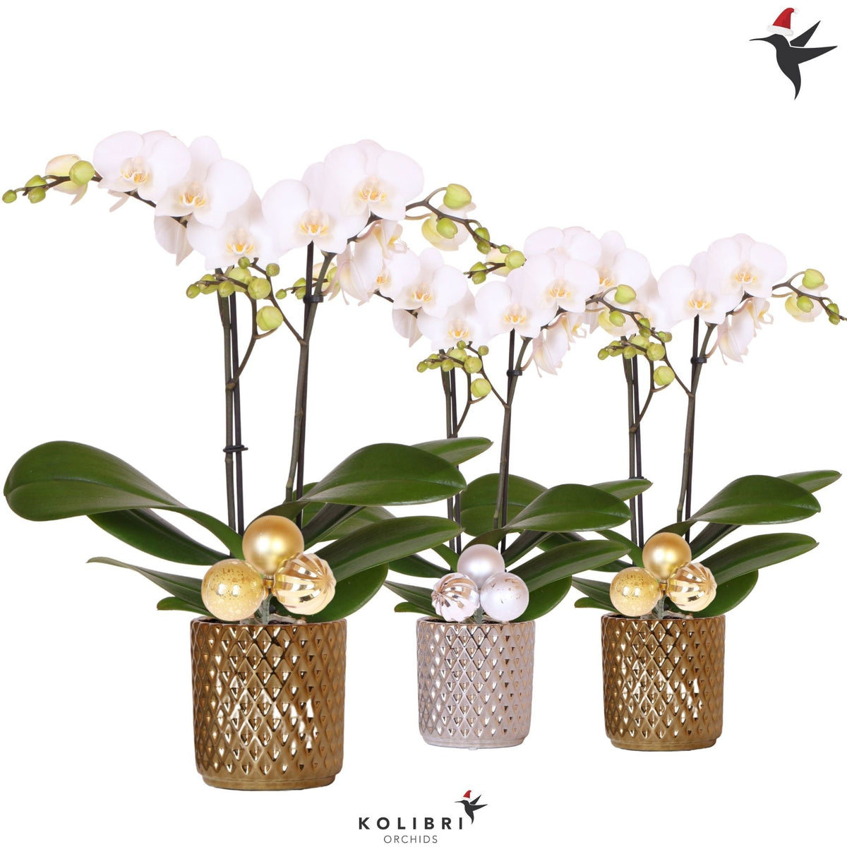 Phalaenopsis multiflora white 40cm 9cm Pot