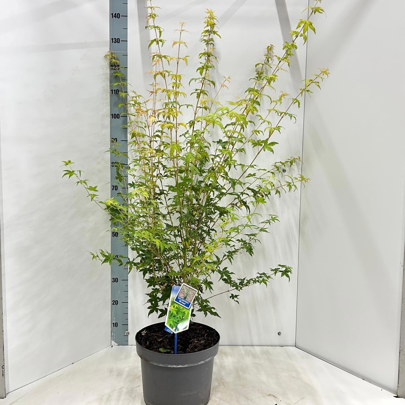 Acer palmatum 140cm 29cm Pot