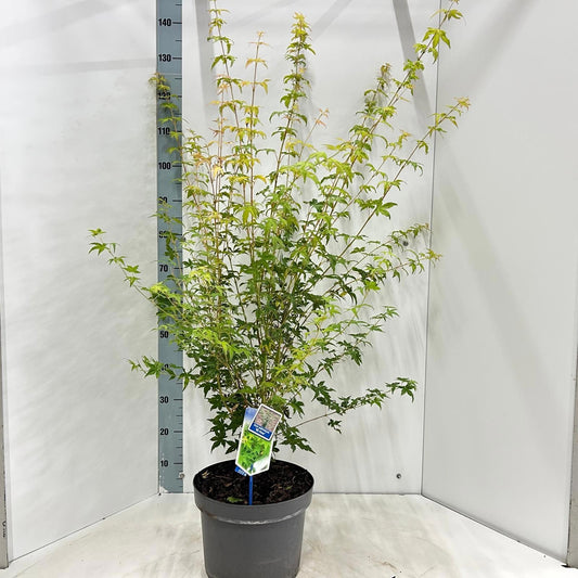 Acer palmatum 140cm 29cm Pot
