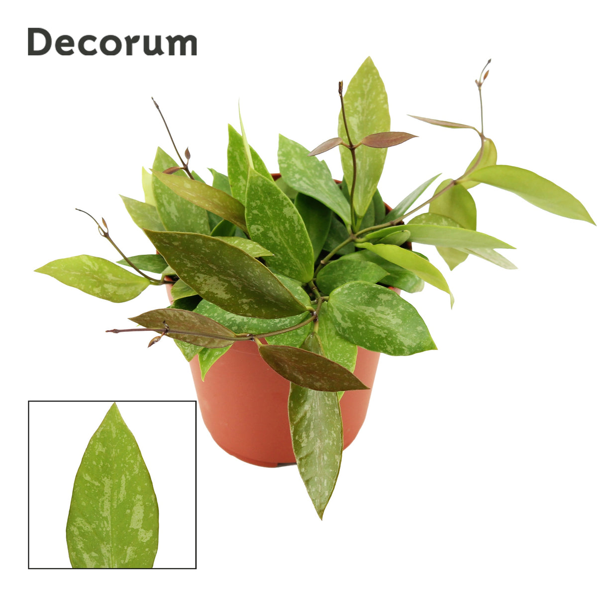 Hoya australis 16cm 12cm Pot