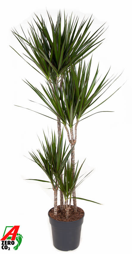 Dracaena marginata 90-60-30-15 150cm 27cm Pot