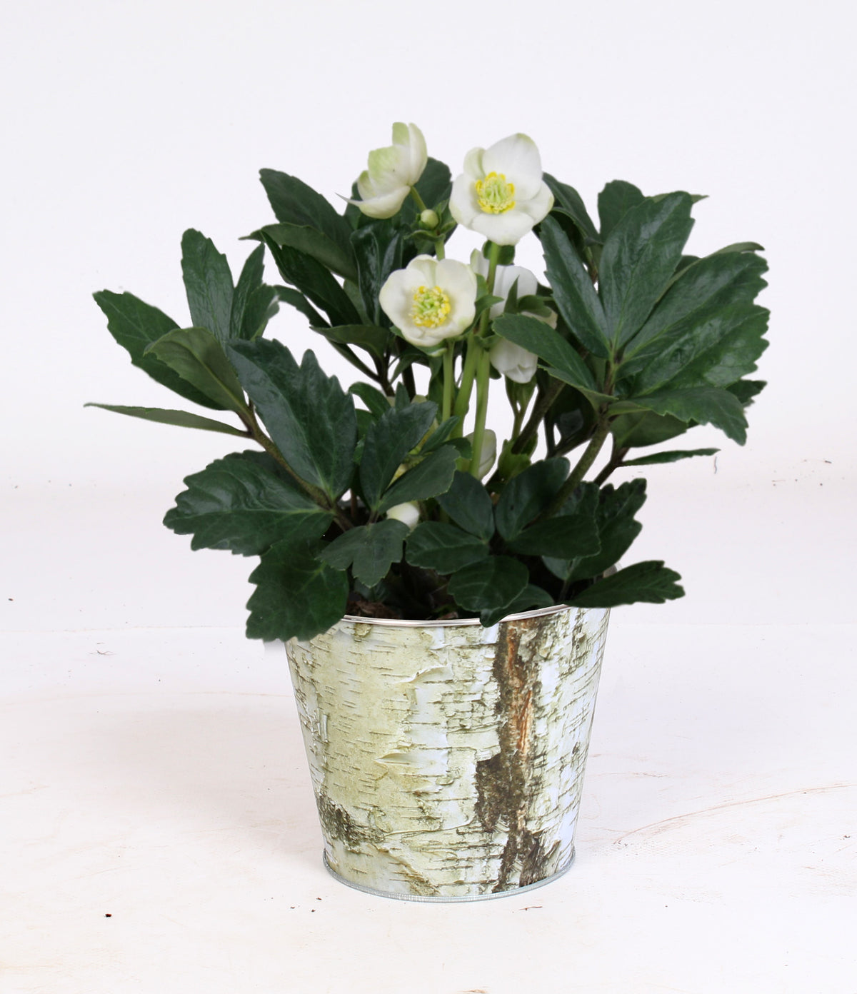 Helleborus niger Christmas Carol 25cm 12cm Pot