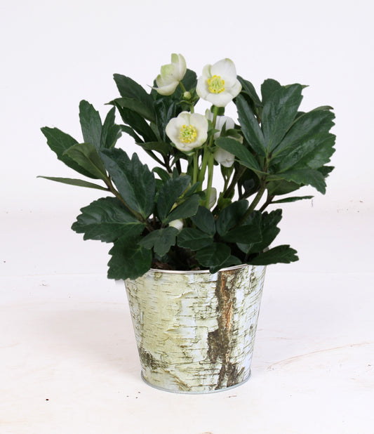 Helleborus niger Christmas Carol 25cm 12cm Pot