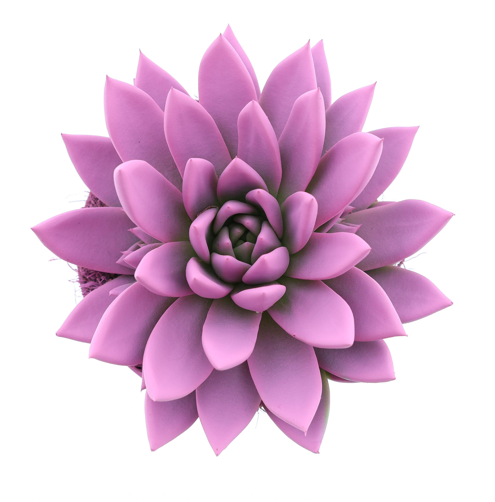 Euro Cactus Holland Bv Rainbow pink Pack of 6
