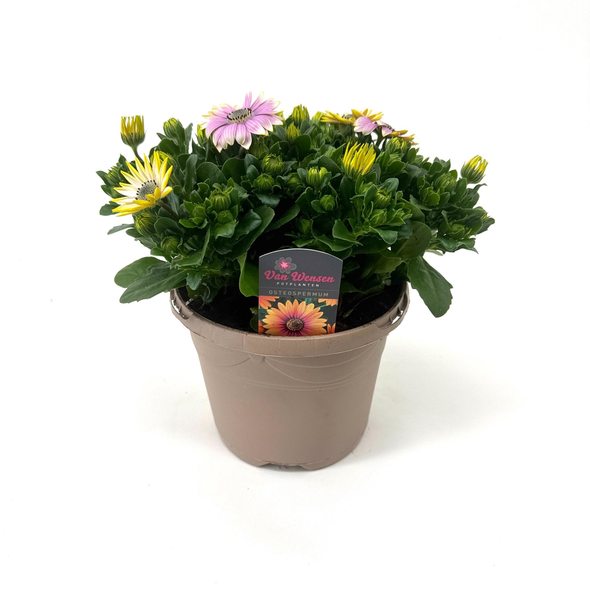 Osteospermum Senorita Rosita 27cm 17cm Pot