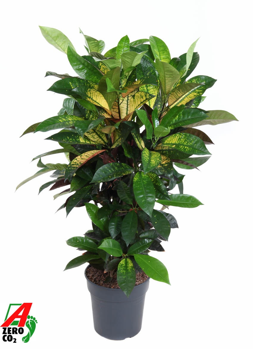 Codiaeum Mrs Iceton 90cm 24cm Pot