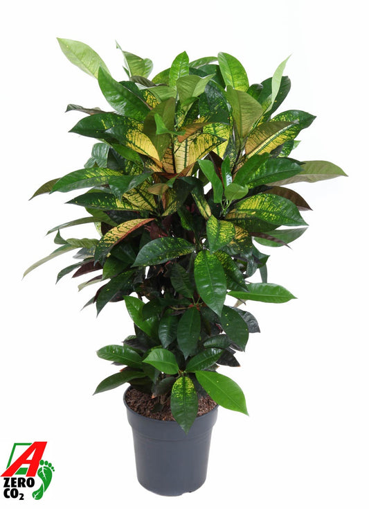 Codiaeum Mrs Iceton 90cm 24cm Pot