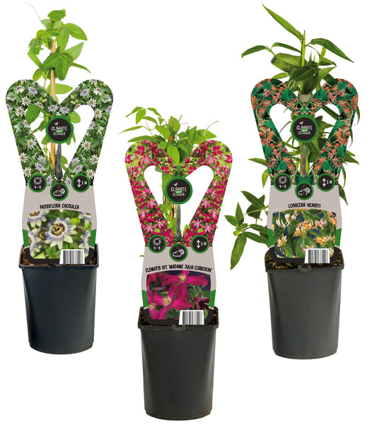 Climbers Mix 40cm 11cm Pot