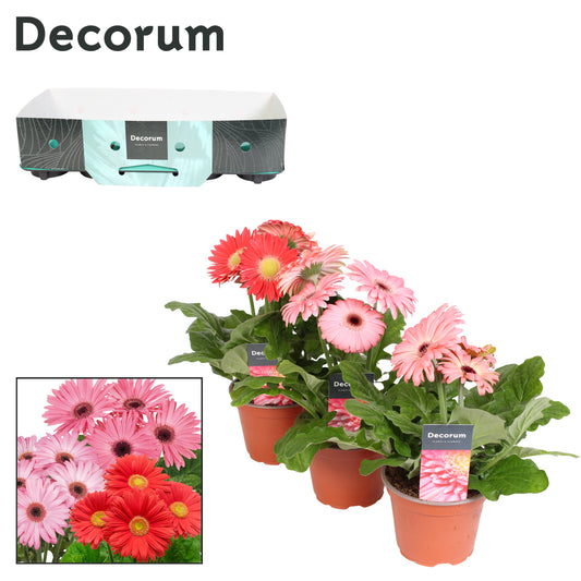 Gerbera Flori Line pink 22cm 12cm Pot