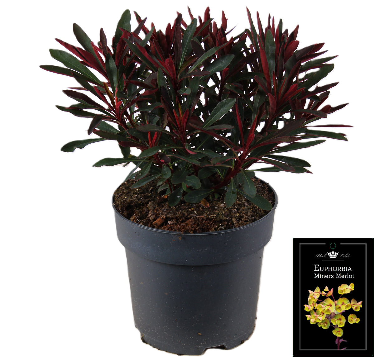 Euphorbia amy. Miner's Merlot 55cm 19cm Pot