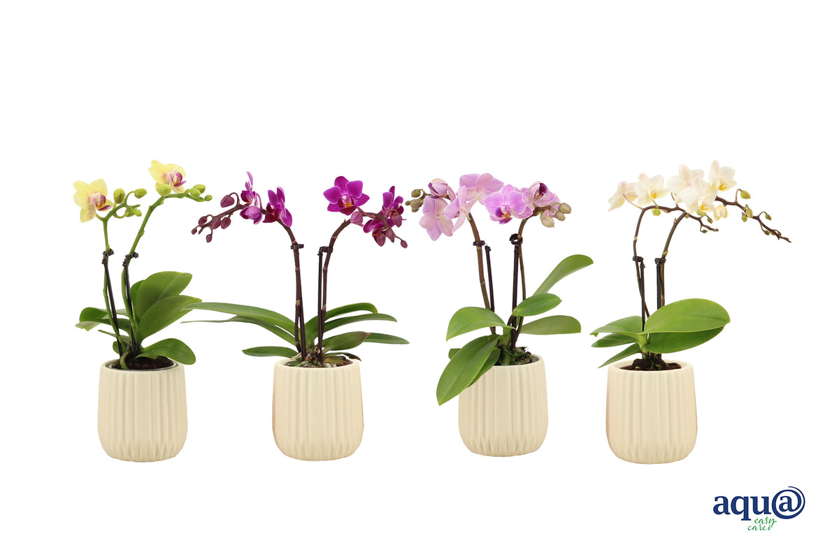 Phalaenopsis hybrid 17cm 6cm Pot
