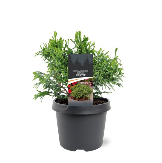 Chamaecyparis obtusa 25cm 19cm Pot