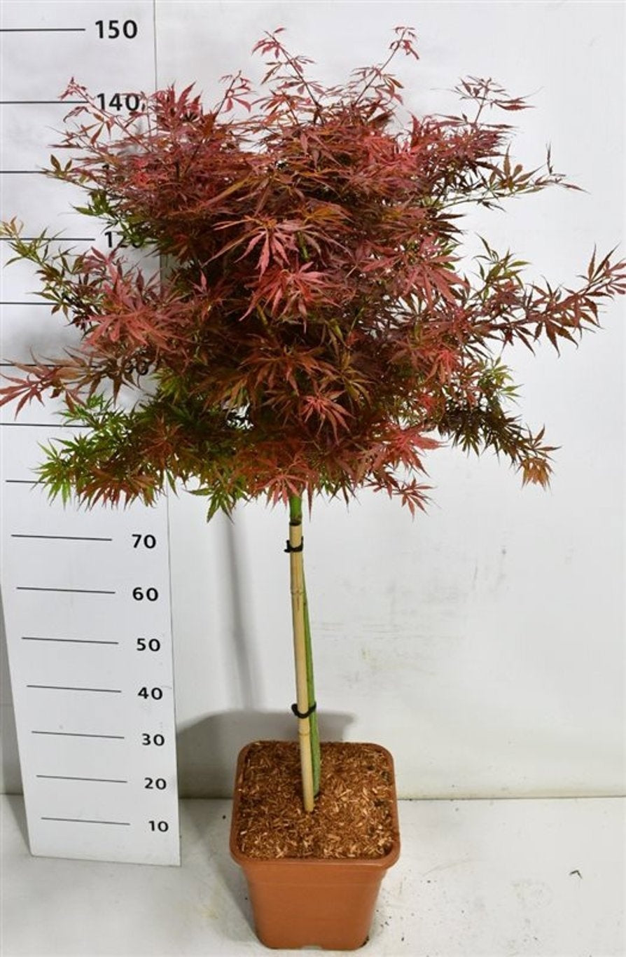Bloemenkampen BV, Hkw. de Acer Jerre Schwartz Pack of 1