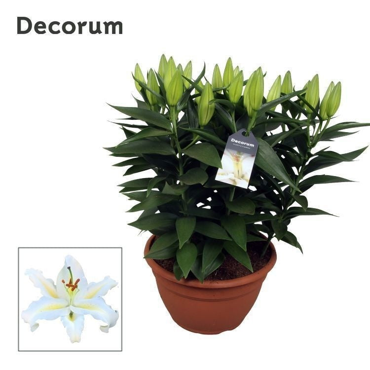 Schie Van Lilium or. wit chaal Pack of 1
