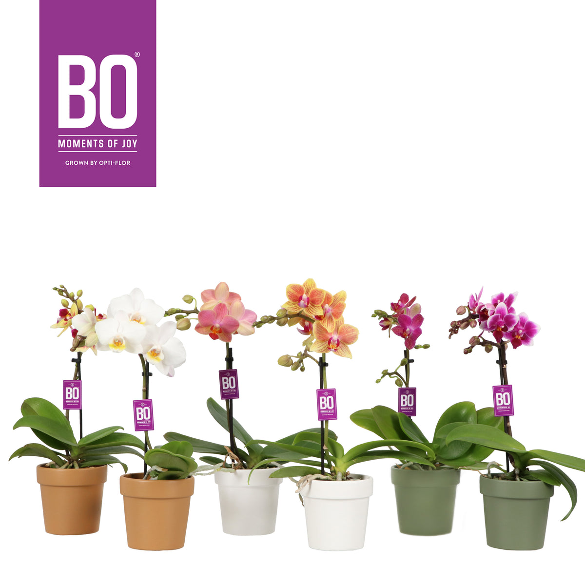 Phalaenopsis mix 25cm 7cm Pot