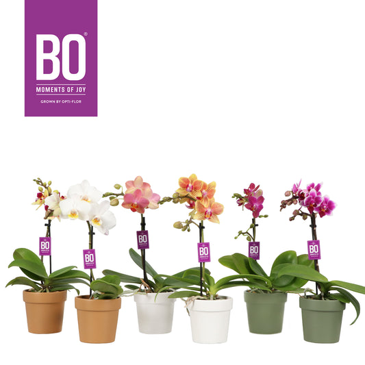 Phalaenopsis mix 25cm 7cm Pot