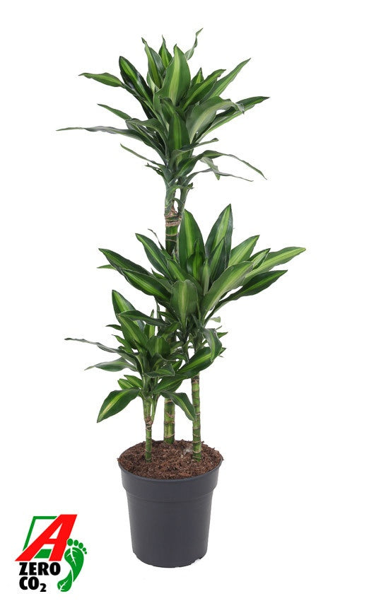 Dracaena fragrans 100cm 21cm Pot