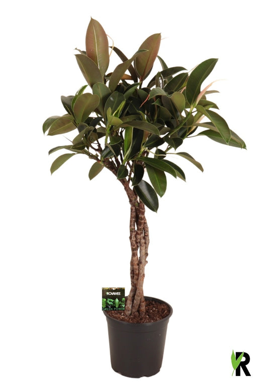 Ficus el. Melany 110cm 24cm Pot