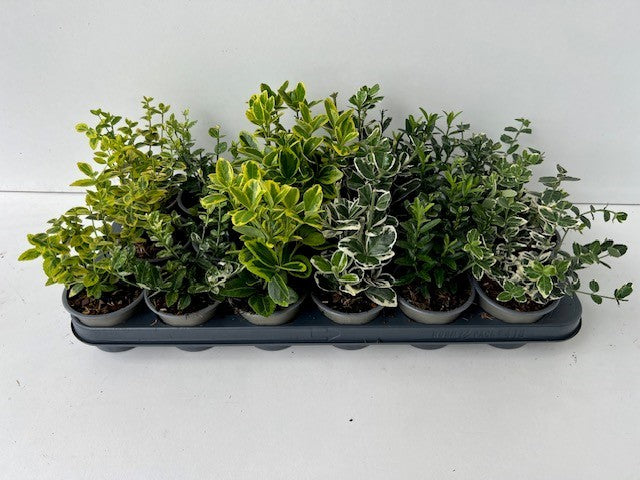 Boomkw. R. Wijsman VOF Euonymus japonicus mix Pack of 18