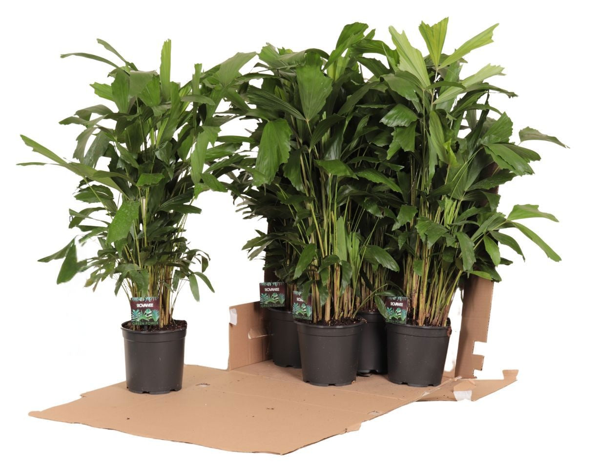 Rovawee BV Caryota mitis Pack of 4