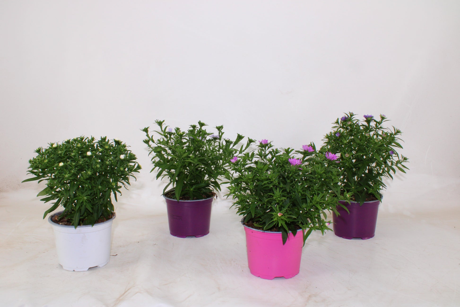 Adrichem Potplanten Aster Alpha Pink Pack of 6