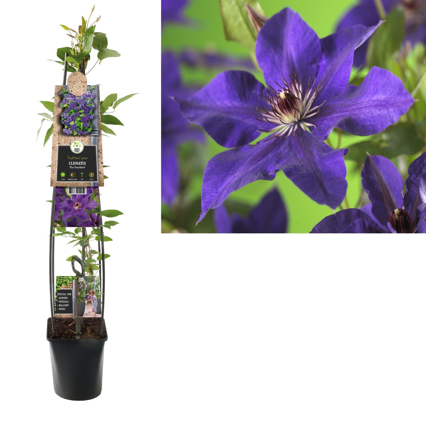 Clematis The President 115cm 23cm Pot