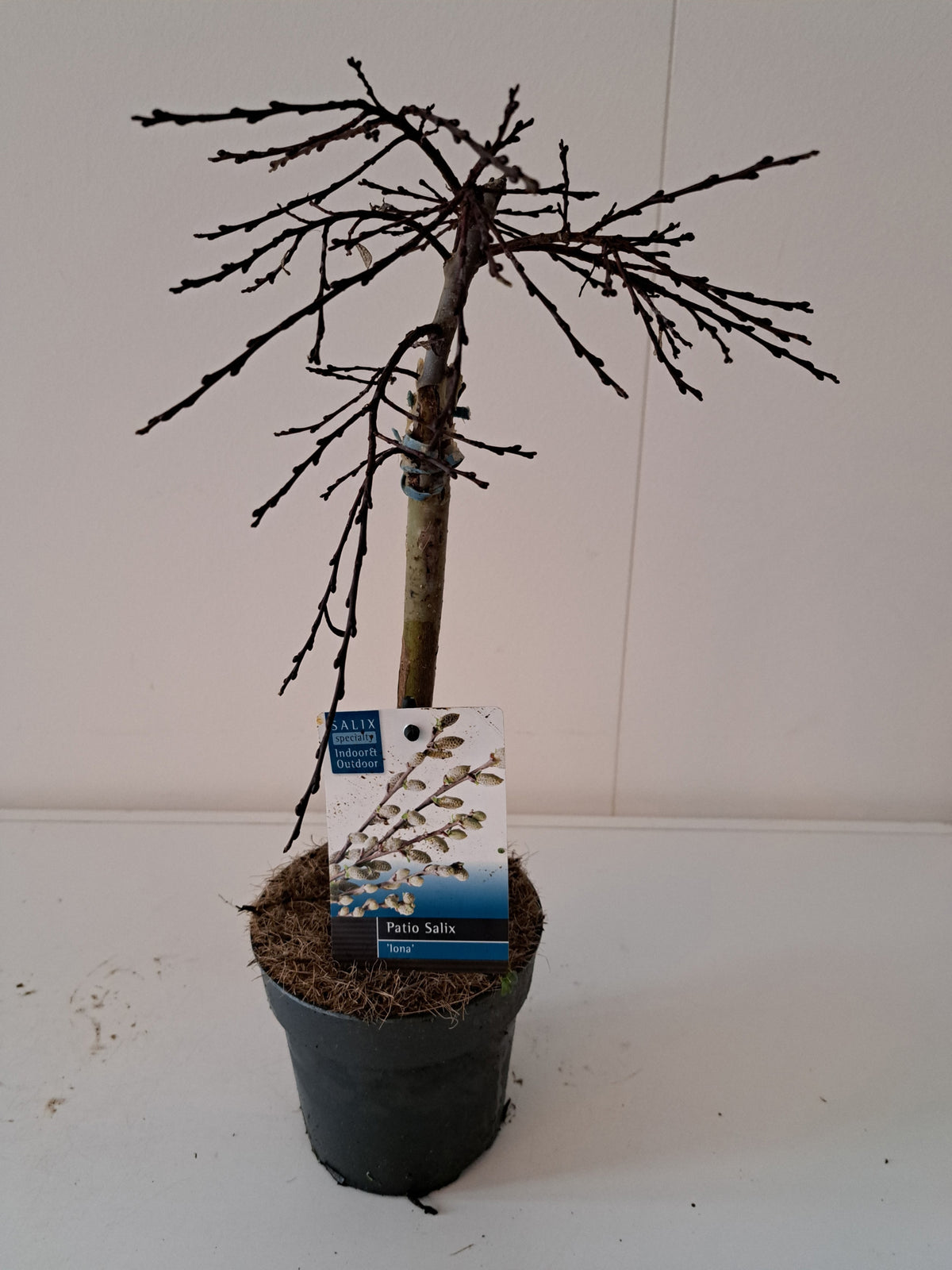 Salix repens Iona 45cm 12cm Pot