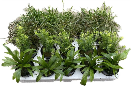 Aquarium plant mix 10cm 5cm Pot