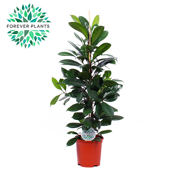 Ficus cyathistipula 120cm 24cm Pot