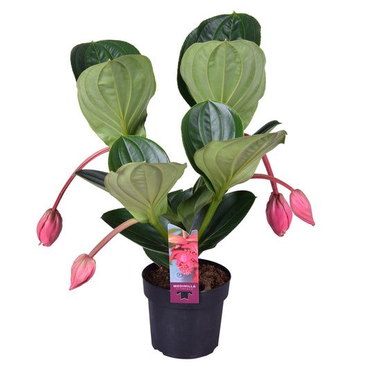Medinilla Flamenco 55cm 17cm Pot