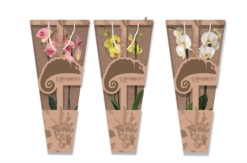 Phalaenopsis mix 55cm 12cm Pot