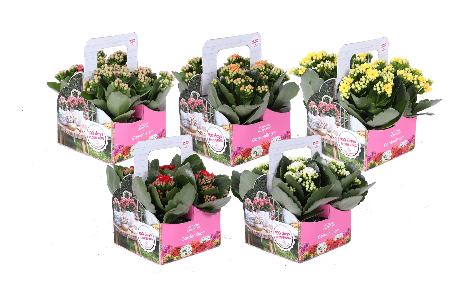 Kalanchoe double Gardenlina mix 15cm 7cm Pot