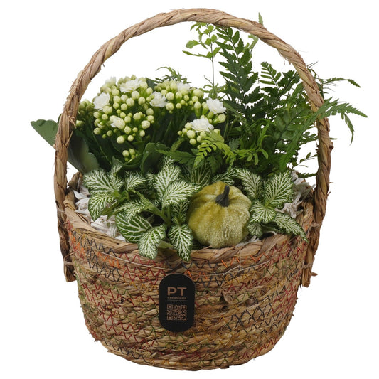 Indoor arrangement 24cm 19cm Pot