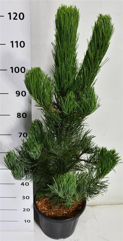 Pinus heldreichii Satellit 130cm 32cm Pot