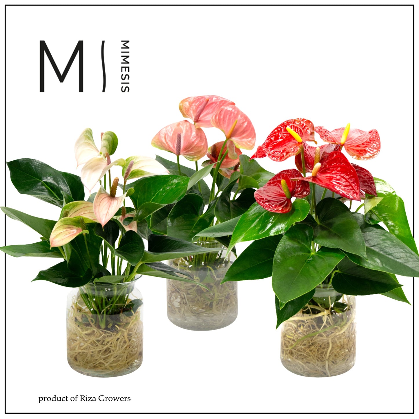Riza Karma Plants Anthurium Karma mix Pack of 3