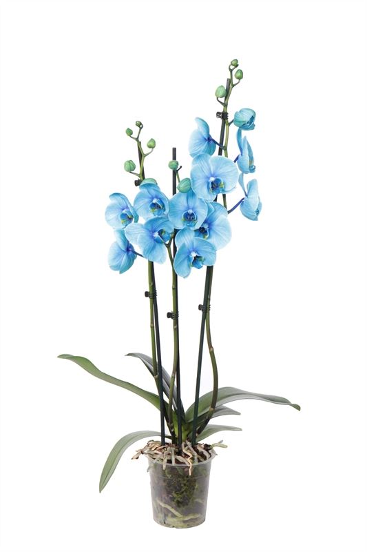 Phalaenopsis Hybrid 55cm 12cm Pot