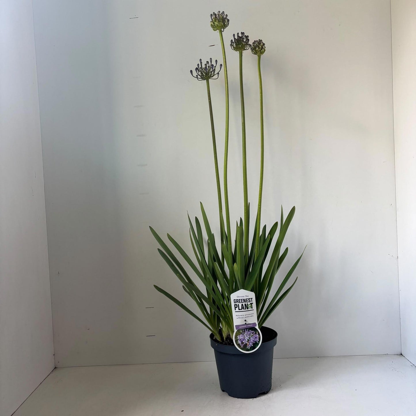 Agapanthus Sunfield 30cm 19cm Pot