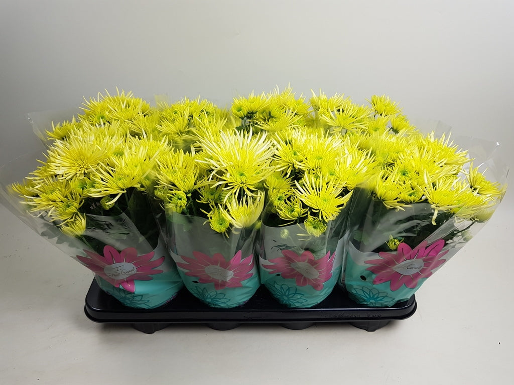 Chrysanthemum Anansi Yellow 27cm 14cm Pot