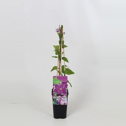 Clematis Star of India 60cm 14cm Pot