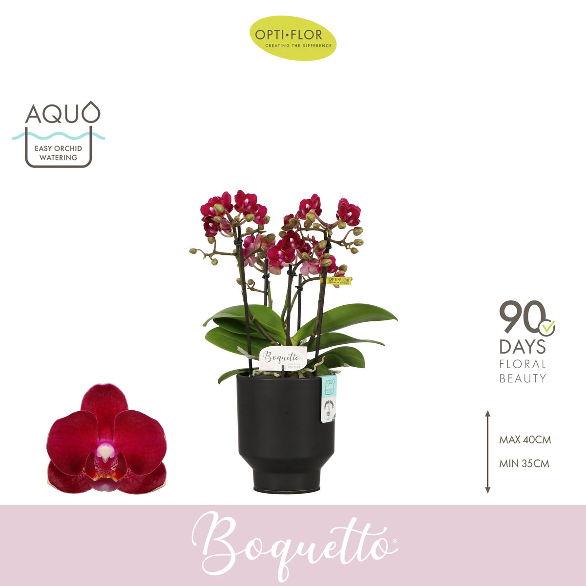 Phalaenopsis Boquetto Temptation 35cm 12cm Pot