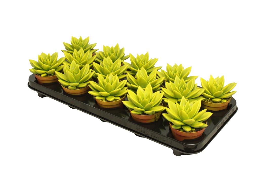 Echeveria colored yellow 11cm Special Pot (508)