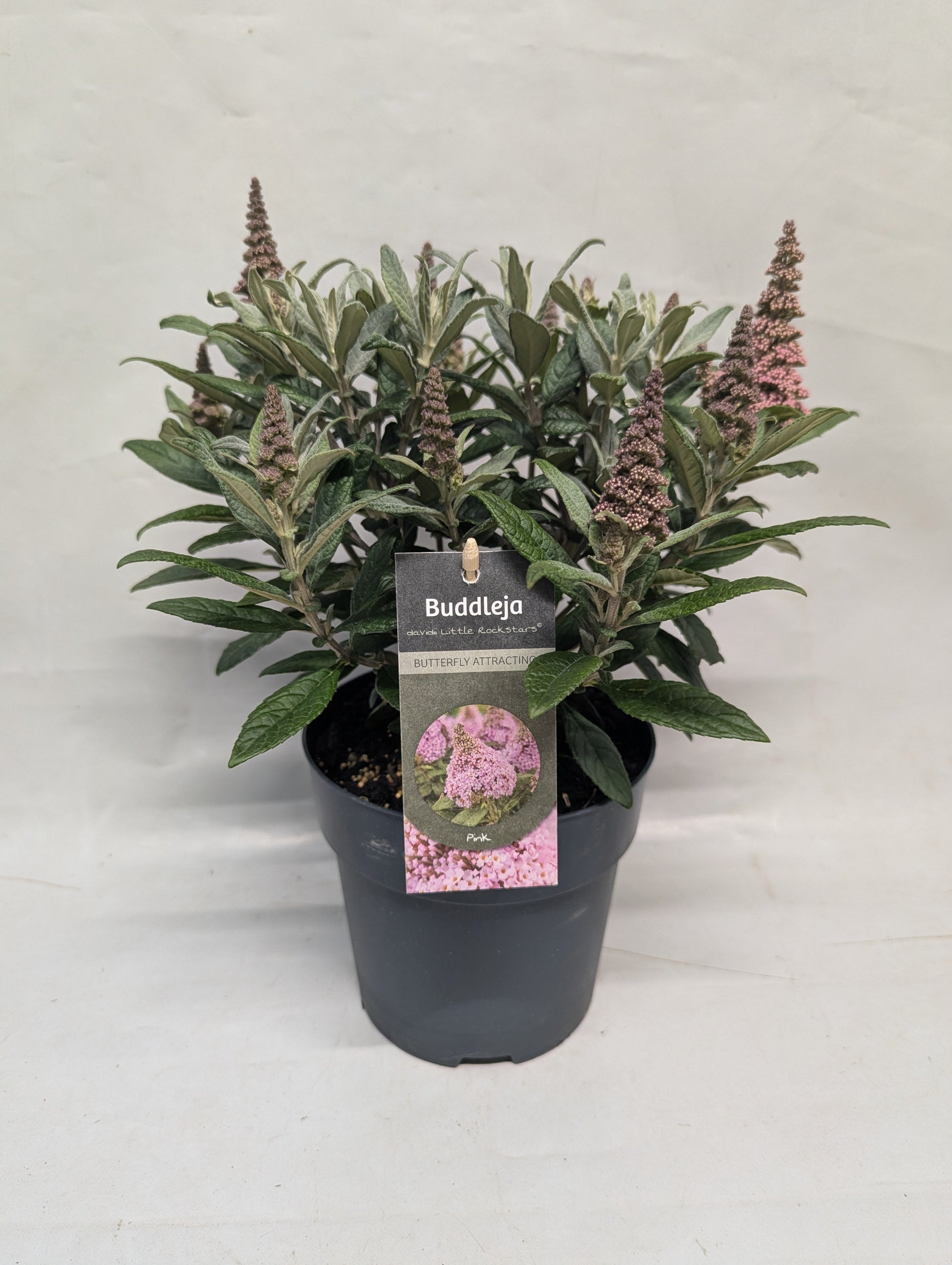 Buddleja davidii Trio (3 colours/1 pot) 35cm 17cm Pot
