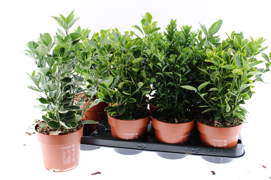 Euonymus japonicus mix 40cm 13cm Pot