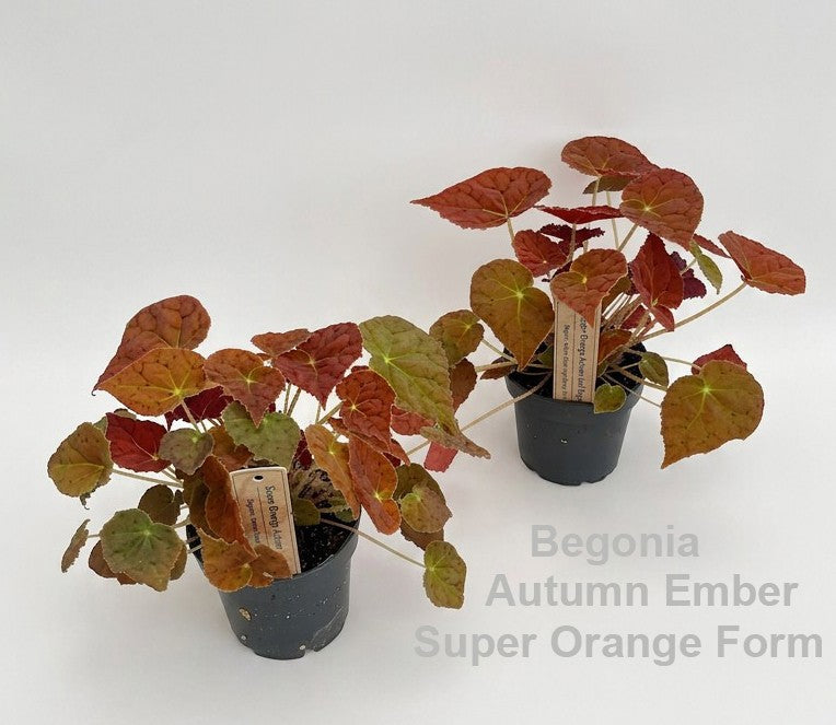 Begonia rex 20cm 12cm Pot