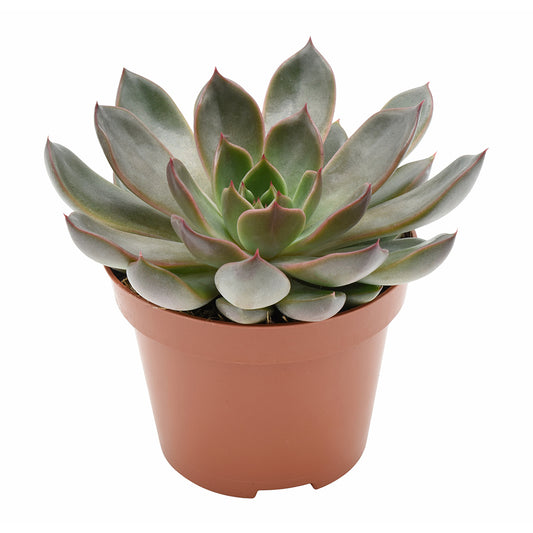 Echeveria Rosetta Mariposa 12cm 510cm Pot
