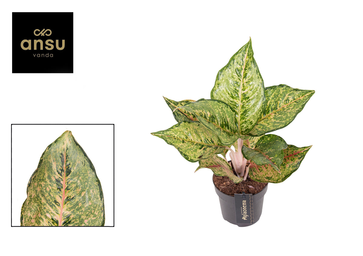 Aglaonema Pink Leopard 30cm 12cm Pot