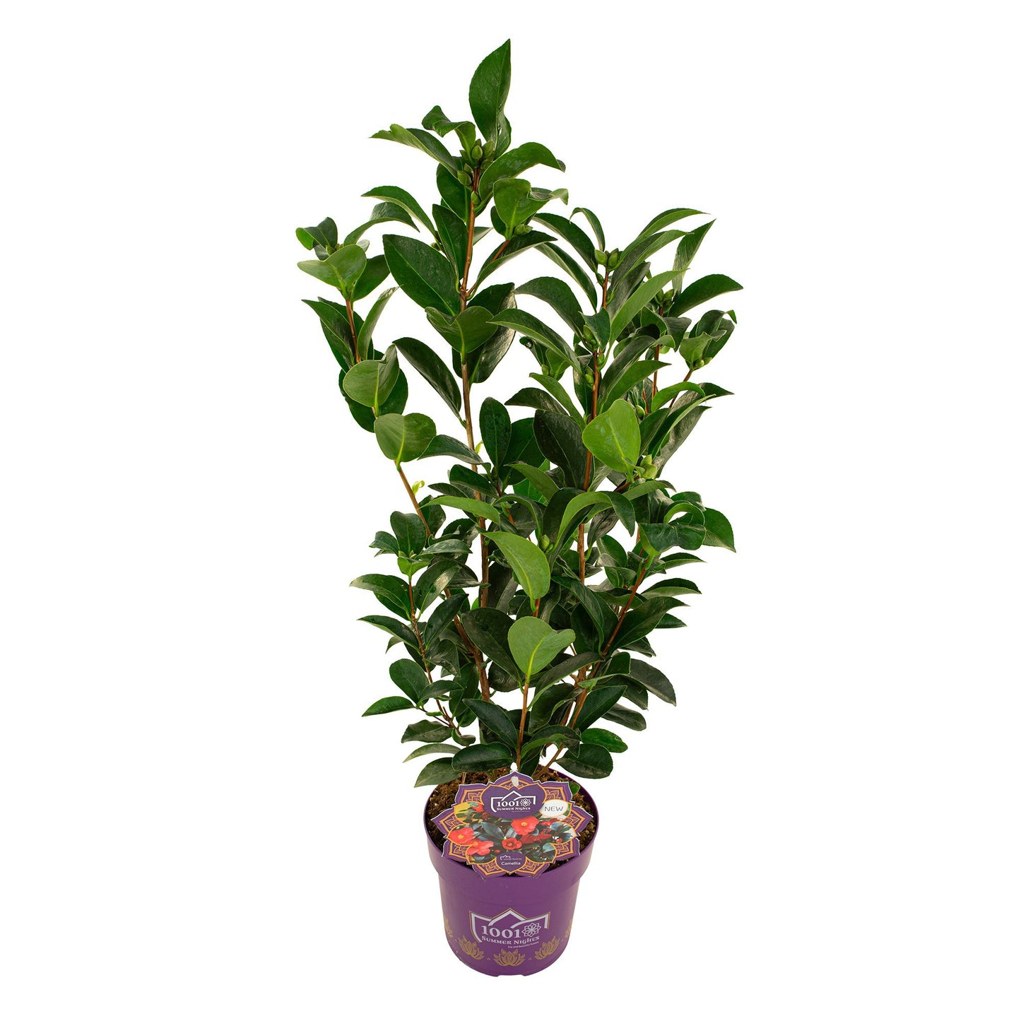 Camellia japonica 70cm 19cm Pot