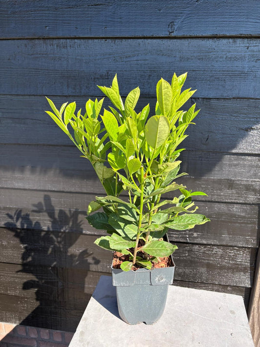 Prunus Rotundifolia 50cm 17cm Pot