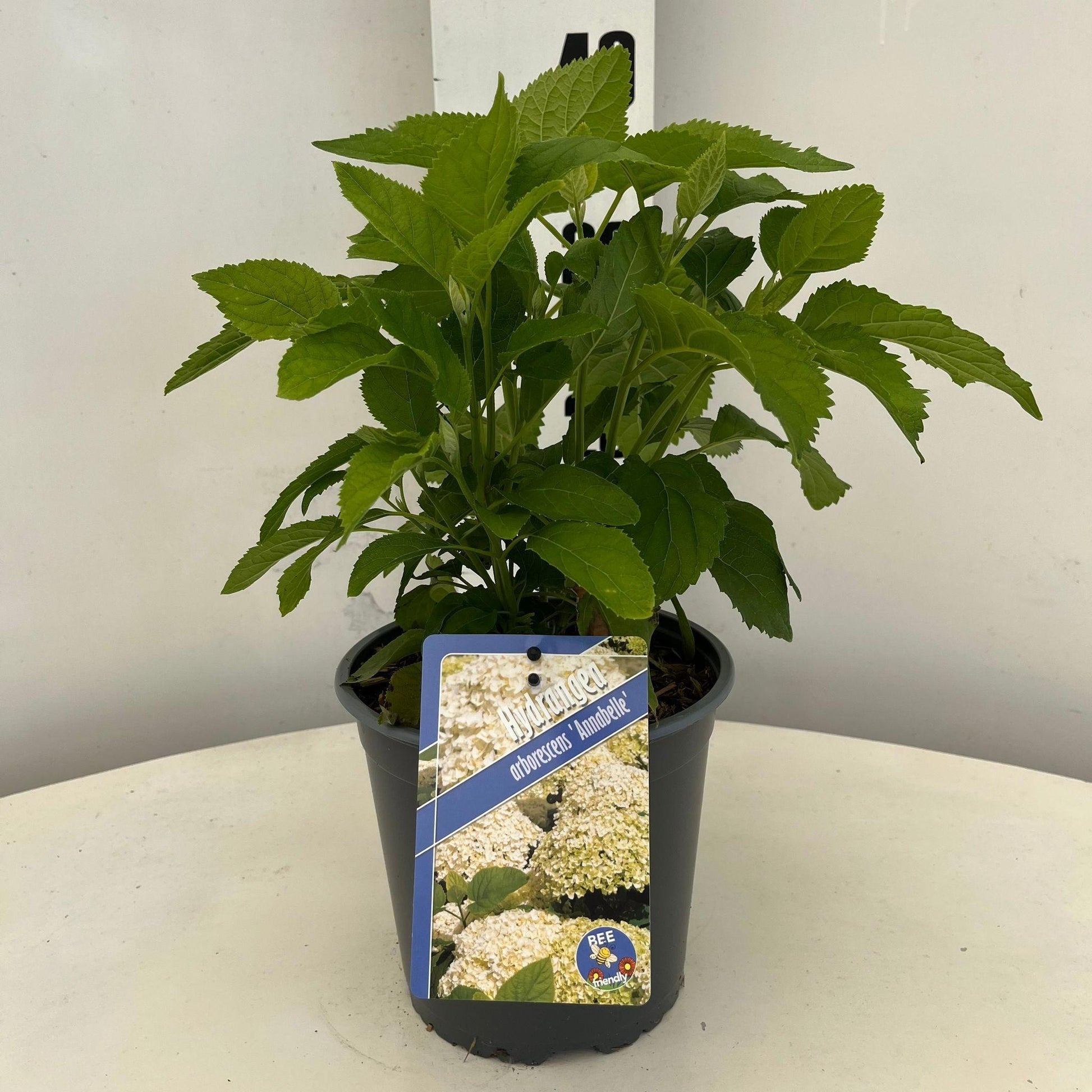 Hydrangea Annabelle 25cm 17cm Pot